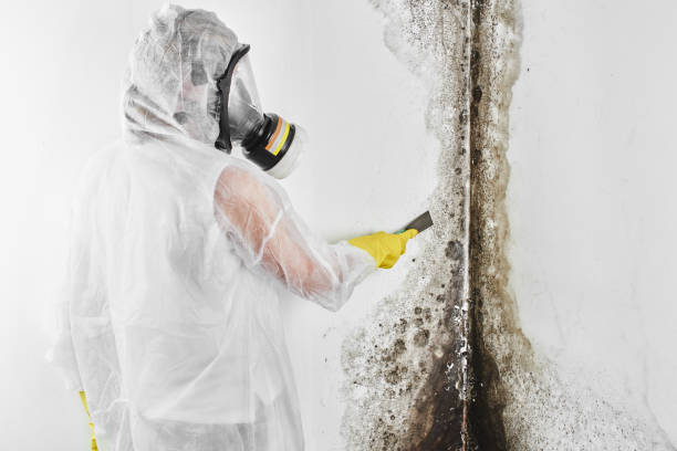 Best Mold Remediation Experts  in Freeland, MI