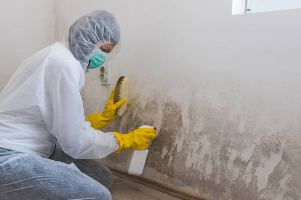 Best Affordable Mold Removal  in Freeland, MI