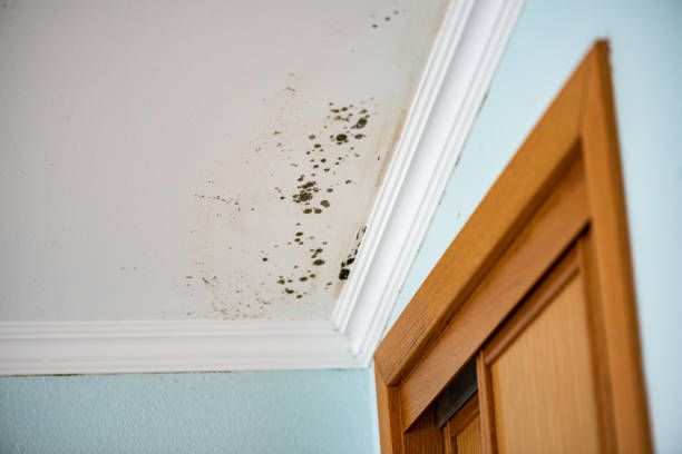 Best Mold Damage Repair  in Freeland, MI