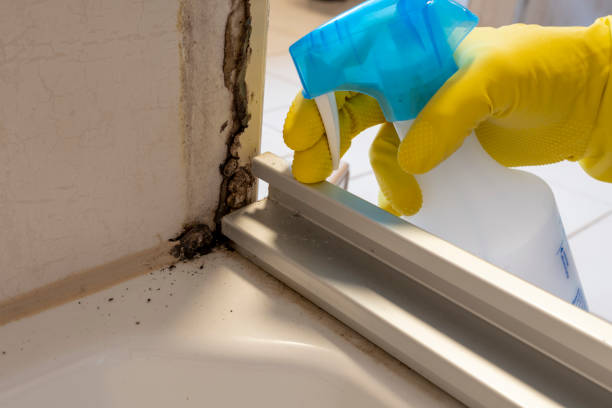 Best Professional Mold Removal  in Freeland, MI