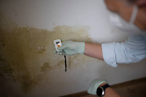 Best Mold Cleaning Services  in Freeland, MI