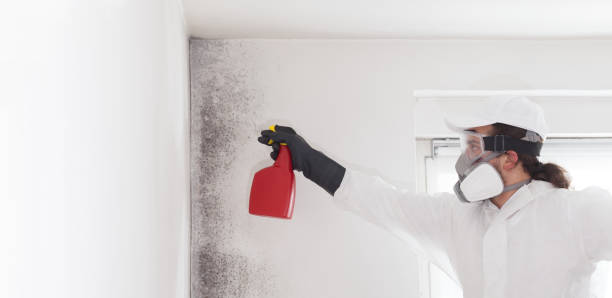 Best Professional Mold Removal  in Freeland, MI