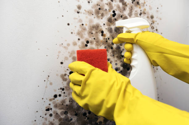 Best Mold Cleaning Services  in Freeland, MI